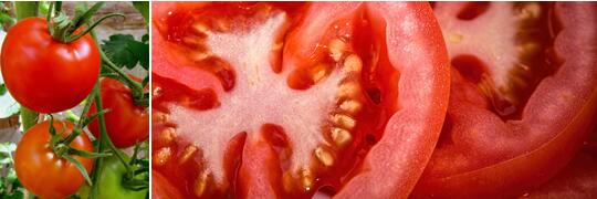 tupian_xihongshi2.jpg